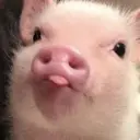 สติกเกอร์