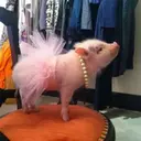 สติกเกอร์