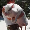 สติกเกอร์