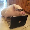 สติกเกอร์