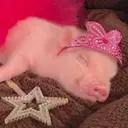 สติกเกอร์