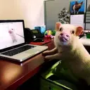 สติกเกอร์