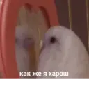 สติกเกอร์