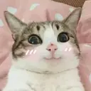 贴纸