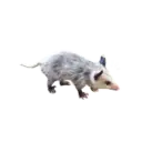 Pelekat