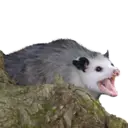 Pelekat