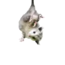 Pelekat