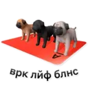 Կպչուն պիտակ