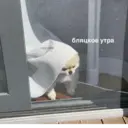 ஸ்டிக்கர்