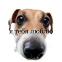 ஸ்டிக்கர்