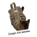 Стикер