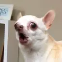 Samolepka