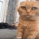 Ngjitës