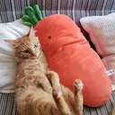Pelekat