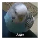 Կպչուն պիտակ