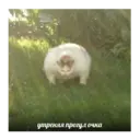 Կպչուն պիտակ