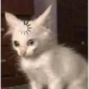ملصق