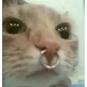 ملصق
