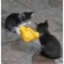 ملصق