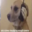 Стикер