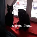 Стикер
