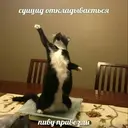 Стикер