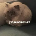 Samolepka