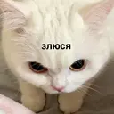 Samolepka