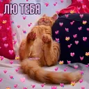 Samolepka