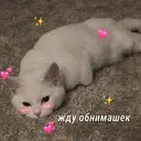 Samolepka