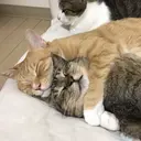استیکر