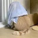 استیکر