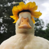 Samolepka