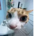 Nhãn dán
