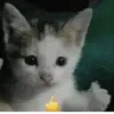 Nhãn dán