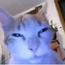 Nhãn dán
