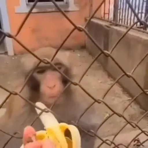 স্টিকার