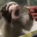 স্টিকার