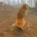 স্টিকার