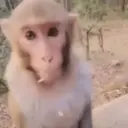 স্টিকার