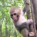 স্টিকার