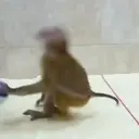 স্টিকার