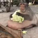 স্টিকার