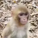 স্টিকার