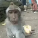 ਸਟਿਕਰ