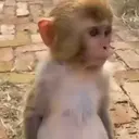 ਸਟਿਕਰ