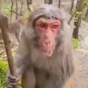ਸਟਿਕਰ