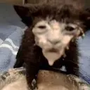 สติกเกอร์