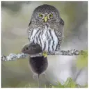 스티커