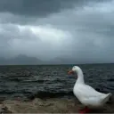 Samolepka